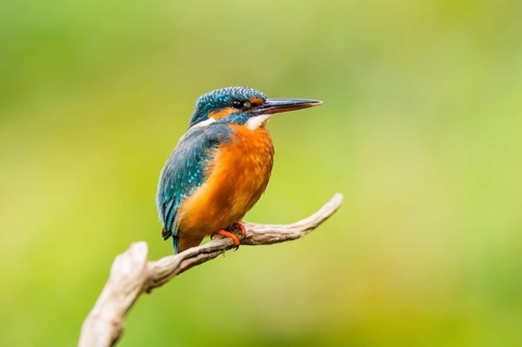 Common kingfisher (Alcedo atthis) sitting on an old wooden branch in late summer, wildife, Bavaria,