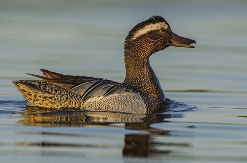 Garganey (Spatula querquedula) male, Schleswig-Holstein, Germany