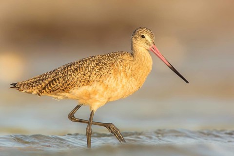 Marbled Godwit (Limosa fedoa) foraging, Florida, USA