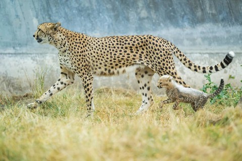 Cheetah (Acinonyx jubatus) mother with her youngster, captive, occurrence Africa