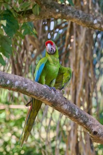 Great green macaw (Ara ambiguus) Costa Rica