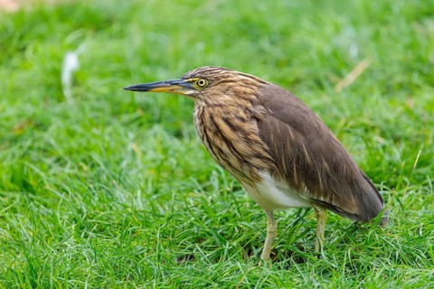 A female black-crowned night heron (Nycticorax nycticorax) or black-capped night heron stands in a