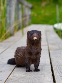 A mink stands on a fishing pier