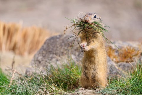 A fully grown European ground squirrel (Spermophilus citellus) carries nesting material in its