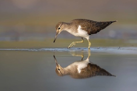Common Sandpiper (Actitis hypoleucos), North Rhine-Westphalia, Germany