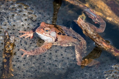Common toad (Bufo bufo) sitting in the water on spawn, moor pond, Oberstdorf, Oberallgäu, Allgäu,