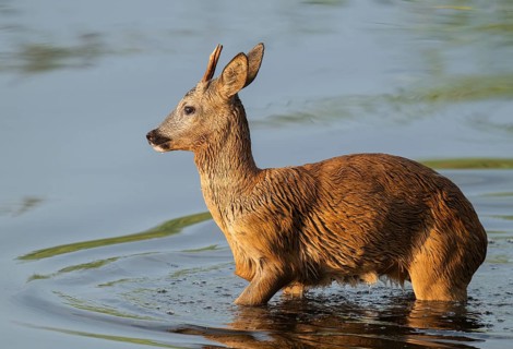 Roe deer (Capreolus capreolus), young roebuck standing in the shallow water zone of a lake,