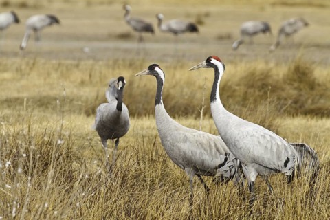 Common Crane (Grus grus), Laguna de Gallocanta, Spain