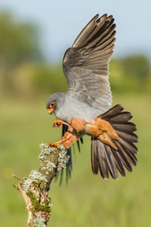 Red-Footed Falcon (Falco vespertinus), adult male landing on a branch, Galicia, Spain