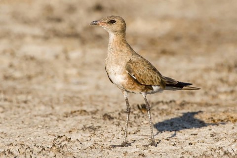 Australian Pratincole (Stiltia isabella), Western Australia, Australia