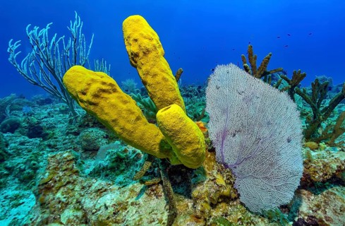 Underwater photo left Yellow gorgonian sponge (Aplysina fistularis) right Venus sea fan (Gorgonia