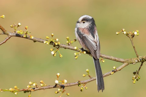 Long-tailed Tit (Aegithalos caudatus), sitting on a thin branch, spring, nature photography,