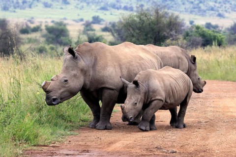 White rhino (Ceratotherium simum), white rhino, adult, juvenile, foraging, group, dehorned,