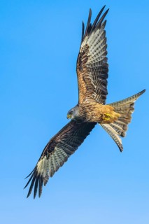 Red Kite, Milvus milvus, bird in flight