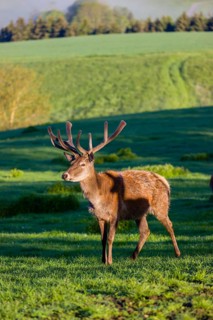 One male Altai maral, Altai wapiti or Altai elk (Cervus canadensis sibiricus) stands on a meadow in