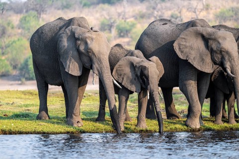Herd of animals with young, African elephant (Loxodonta africana) drinking at the Chobe River,