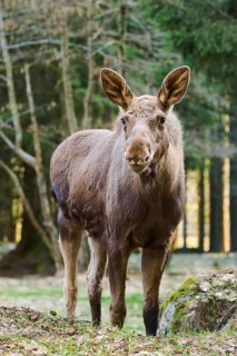 Elk (Alces alces) standing on a meadow on the edge of a forest, Bavaria, Germany