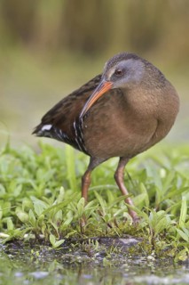 Virginia Rail (Rallus limicola), Ontario, Canada
