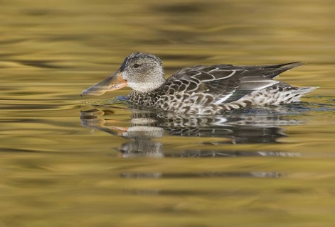 Northern Shoveler (Spatula clypeata) female, Arizona, USA