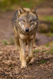 A pacing wolf in the forest moving on foliage-covered ground, Wolf (Canis lupus), Germany