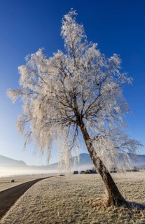 Tree, birch, hoarfrost, fog, path, sunny, mountain landscape, winter, Loisach-Lake Kochel moor,