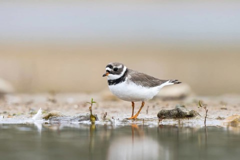 Common Ringed Plover (Charadrius hiaticula) foraging, North Rhine-Westphalia, Germany