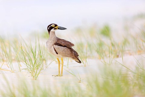 Beach Stone-curlew (Esacus magnirostris), Queensland, Australia