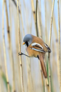 Bearded Reedling (Panurus biarmicus) male perched between reeds, Mecklenburg-Western, Pomerania,