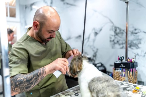 Professional male pet groomer carefully combing and styling a small shih tzu puppy's fur in a