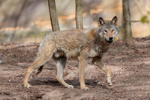 A Eurasian gray wolf (Canis lupus lupus) runs across a dry forest floor. Transylvania, Romania