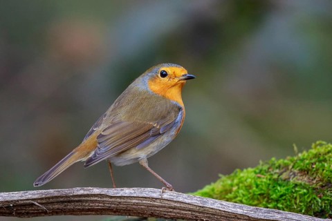 European Robin (Erithacus rubecula) perched on a mossy branch, North Rhine-Westphalia, Germany