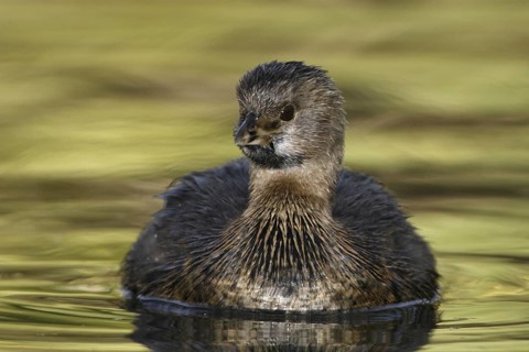 Pied-billed Grebe (Podilymbus podiceps), Arizona, USA