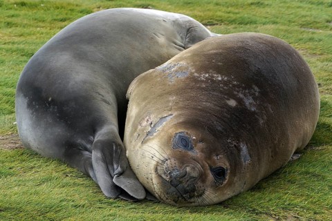 South Georgia - Fortuna Bay - sea lion