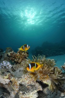 Red sea anemonefish (Amphiprion bicinctus)
