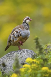 Red-legged Partridge (Alectoris rufa), Yorkshire, United Kingdom