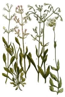 Botany, plants, a. lychnis viscusa montana, tall stone crushing, b. lychnis viscosa flore albo, c.