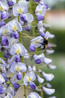 Japanese blue rain (Wisteria floribunda 'Multijuga'), Saxon State Office for the Environment,