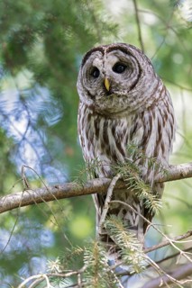 Barred Owl (Strix varia) perched on a branch in Victoria, BC, Canada