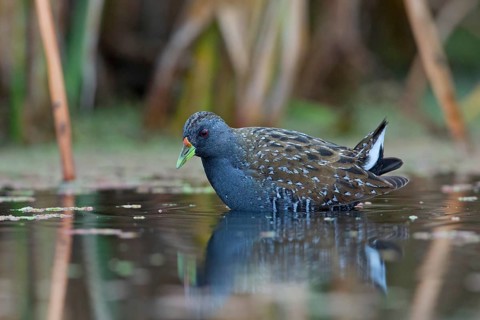 Australian Crake (Porzana fluminea) foraging, Victoria, Australia