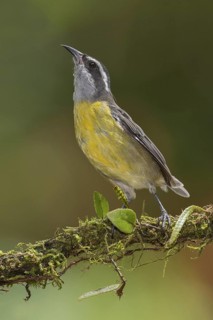 Bananaquit (Coereba flaveola), Costa Rica