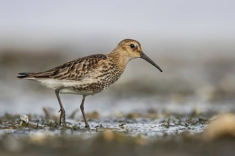 Dunlin (Calidris alpina) foraging, North Rhine-Westphalia, Germany
