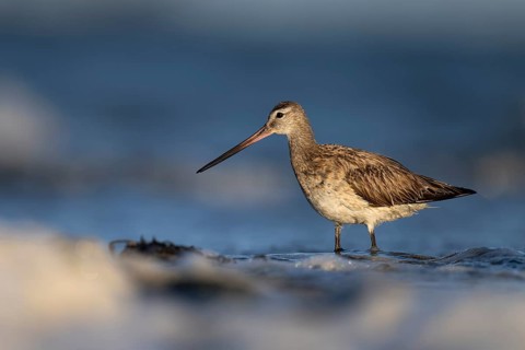 Bar-tailed Godwit (Limosa lapponica), Texel, Netherlands