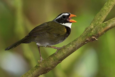 Orange-billed Sparrow (Arremon aurantiirostris) perched on a branch in Costa Rica, Central America