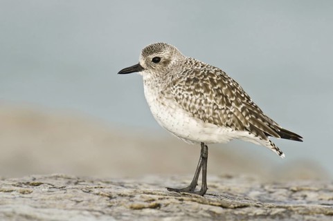 Grey Plover (Pluvialis squatarola), New Jersey, USA