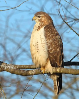 Steppe buzzard (Buteo buteo) sitting in a tree, wildlife, Siegerland, animals, birds, birds of