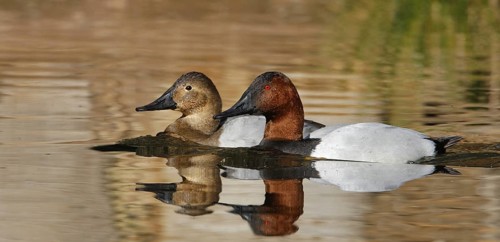 Canvasback (Aythya valisineria), Arizona, USA