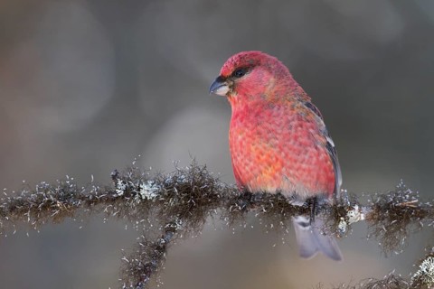 Pine Grosbeak - Hakengimpel - Pinicola enucleator, Finland, adult male