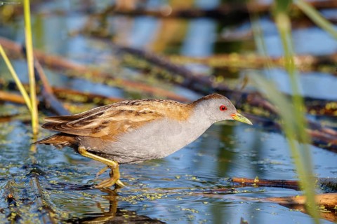 Little Crake (Porzana parva) male foraging, Lesvos, Greece