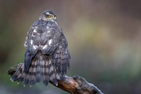 Eurasian Sparrowhawk (Accipiter nisus) female perched on a branch, drying its feathers,