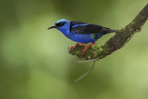 Red-legged Honeycreeper (Cyanerpes cyaneus) male, Costa Rica